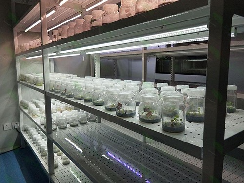 托喀依乡植物组织培养实验室设计建设方案